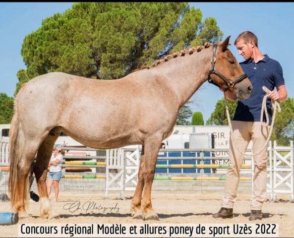 Poulinière nf aubere 