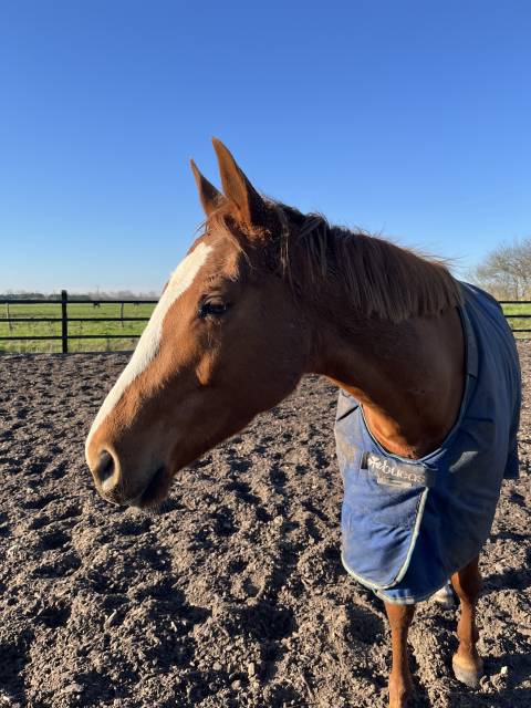 Jument pur sang 5 ans 