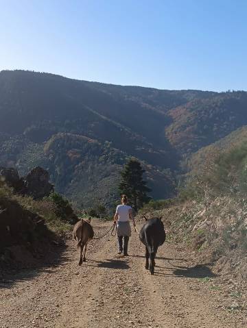 Gaya - ânesse commune