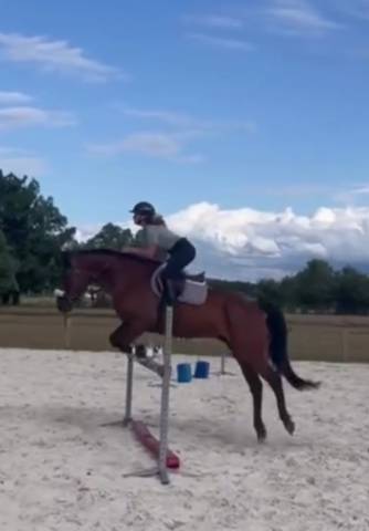 Cheval idéal cavalier club