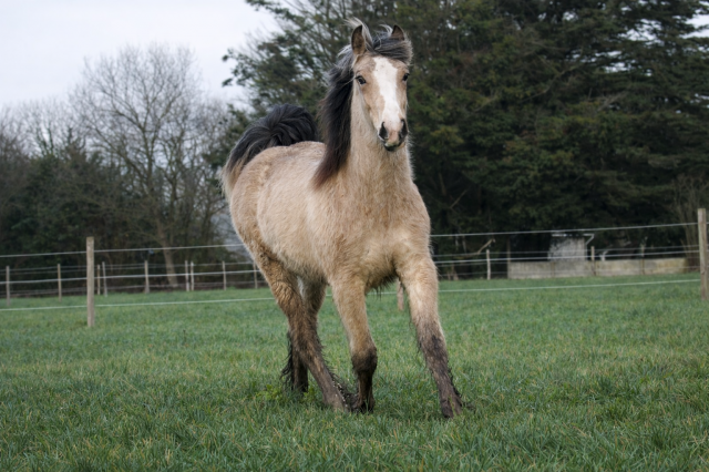 Grand gypsy cob tgca