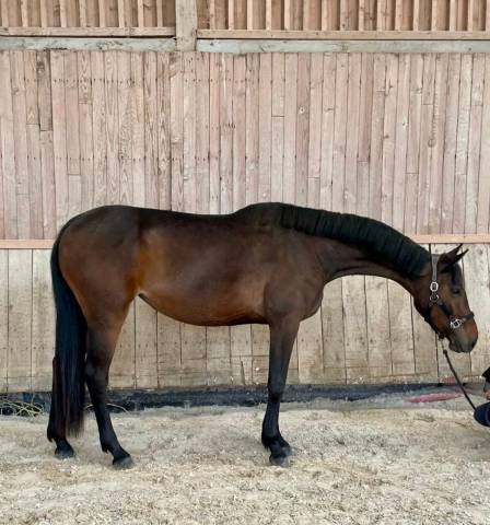 Super cheval d’avenir 4 ans 