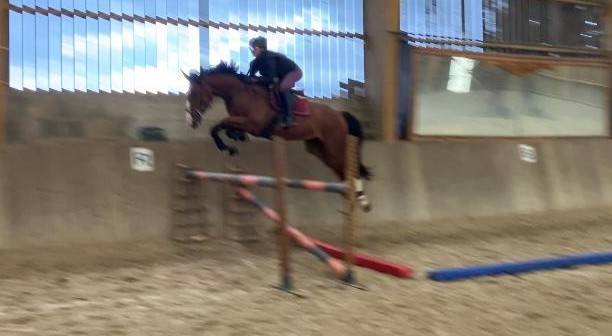 Cheval sport, 4 ans, bai; sf, 1.72