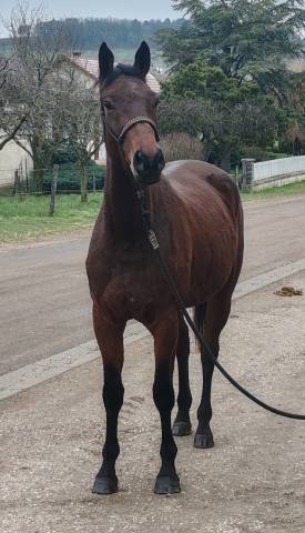 Melenski de molion, jument, 4 ans, bai; sf, toise 1. 67