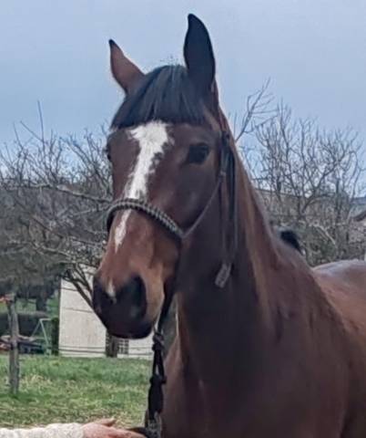 Jument, 5 ans, bai; sf, toise 1. 65