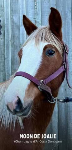 Jument de sport pfs par champagne d'arcus x don juan 