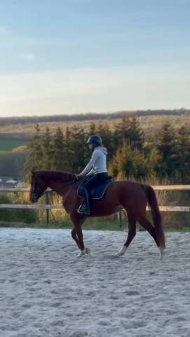 Vends jument de 5 ans