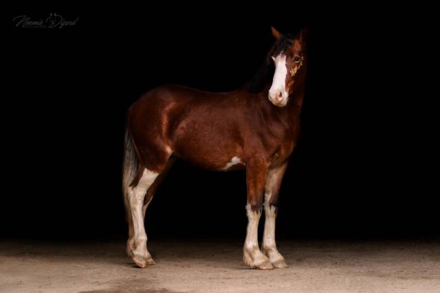 Poney welsh cob 