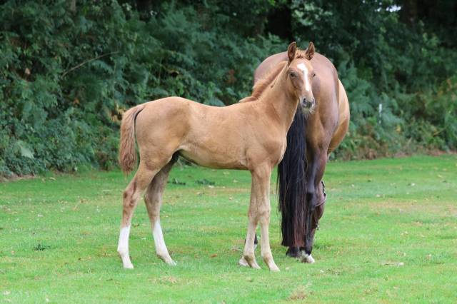 Yearling sfo andiamo x nabab de reve 