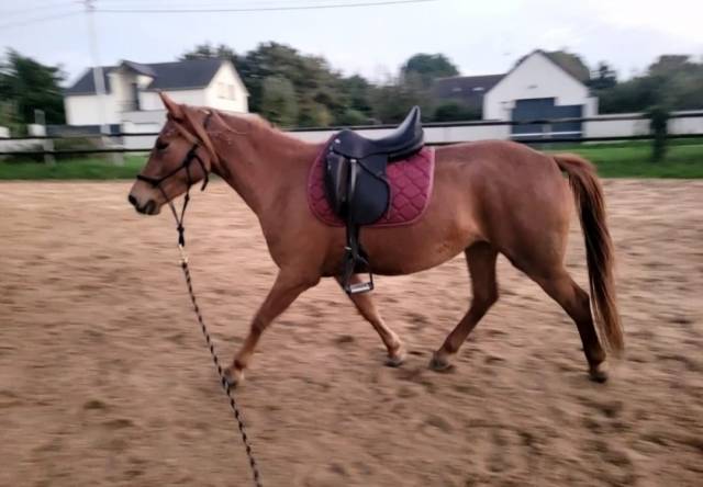 Jument poney landais