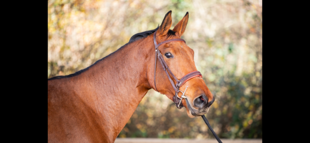 Jument de 4 ans - poker de mariposa 