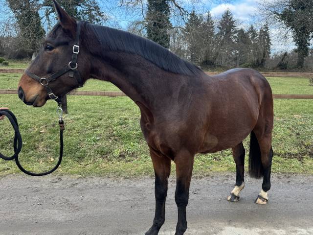 Hongre selle français 4 ans