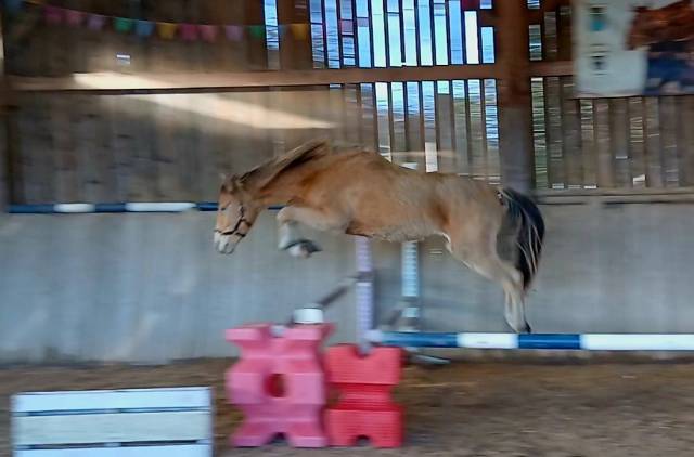 Poulain 2 ans champagne 