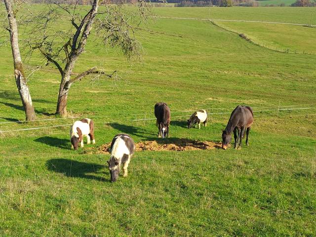 Pension pré/paddock stabilisé 