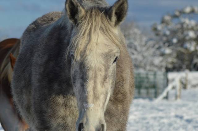 Cheval de trait boulonnaise 