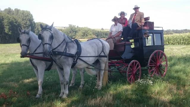 Harnais Zico Elite occasion