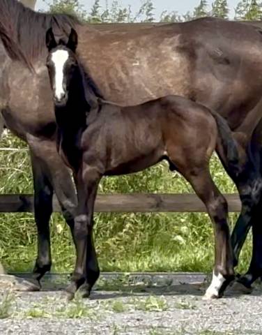 Magnifique poulain sbs de 2025