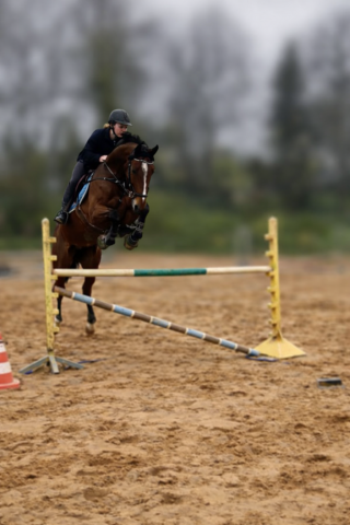 Hongre aes de 12 ans 