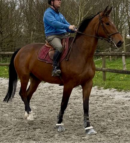 Jument cso 5 ans, sf, origines diamant / kashmir