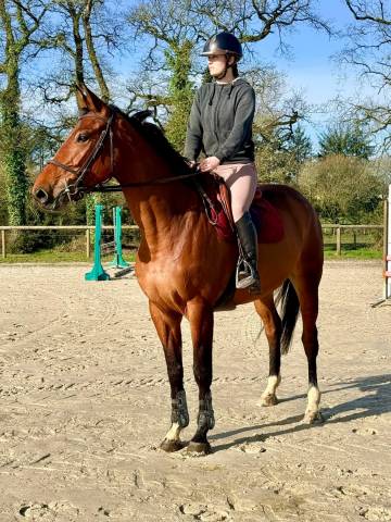 Jument cso 5 ans, sf, origines diamant / kashmir