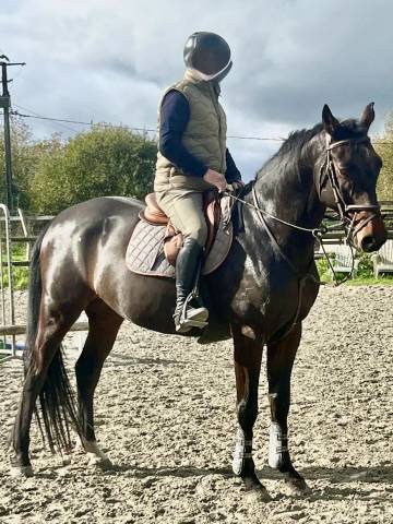 Hongre cso de 5 ans,sf, origine by cera d’ick/quaprice 