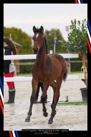 Poulain orientation complet 