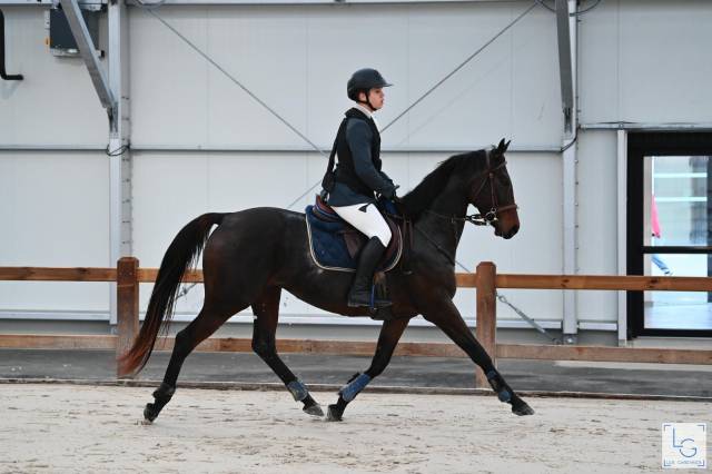 Jument 8 ans à vendre