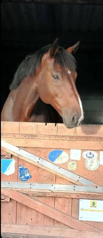 Hongre selle francais