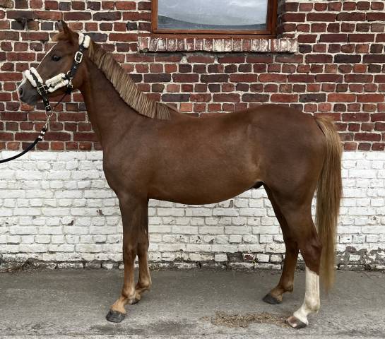 Poney de sport/famille