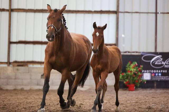 Poulain sf d'avenir (cso,cce)