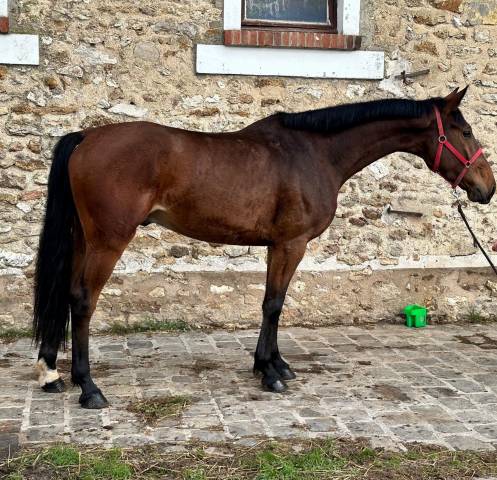 Cheval 5 ans kwpn à vendre - cso