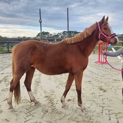 Male sf par candy de nantuel 