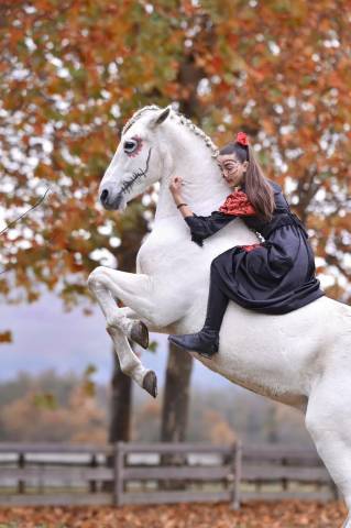 Cheval - hongre pure race espagnol