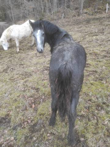 Connemara plein papier