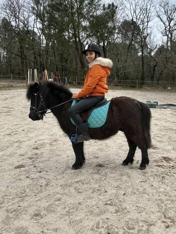 Mignon d’alix super shetland onc hongre 4 ans