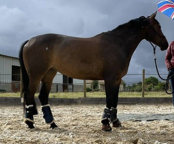 Poulinière de dressage 