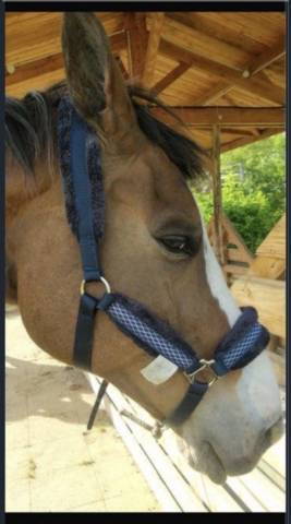 Licol bleu marine moumoute  Taille grand cheval  &Eacute;quita