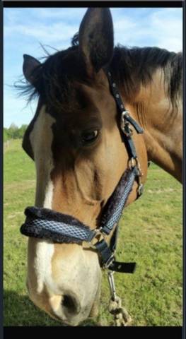 Licol bleu marine moumoute  Taille grand cheval  &Eacute;quita