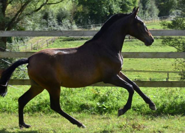 Ohara du puits carré pouliche pre