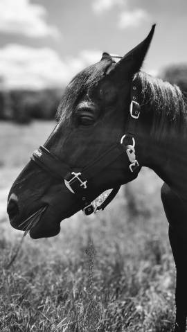 Vend cheval de loisir