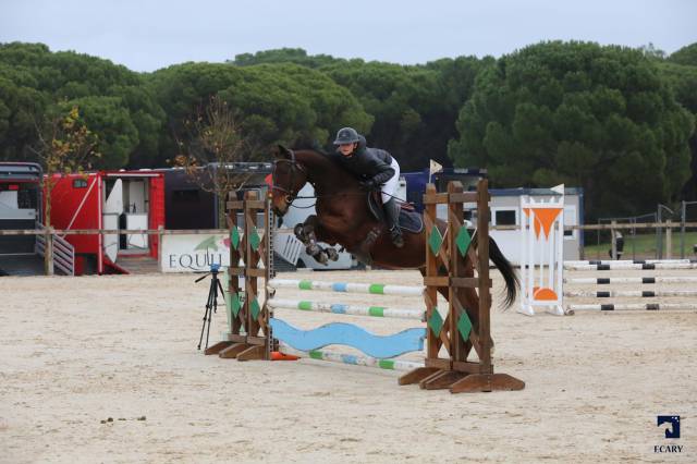 Hermès -  cheval selle français, fils de cher époux