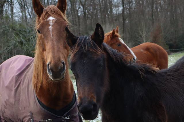 Pur-sang poulinière