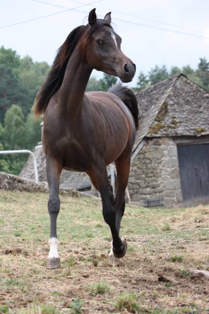 Avalon saiph  : étalon arabe