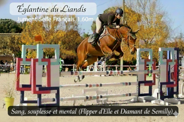 Jument sf polyvalente cso