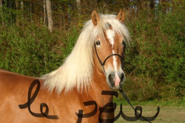 Haflinger pp 4 ans