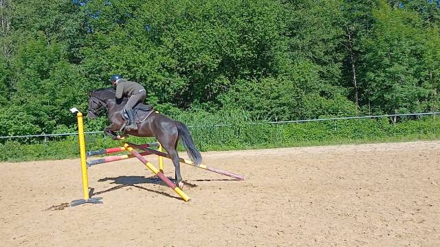 Mâle 4 ans glasgow w vh merelsnest x iowa