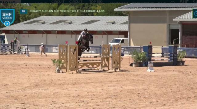 Mâle 4 ans glasgow w vh merelsnest x iowa
