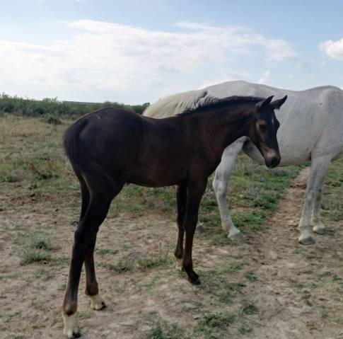 Poulain aes 1 an en 2026