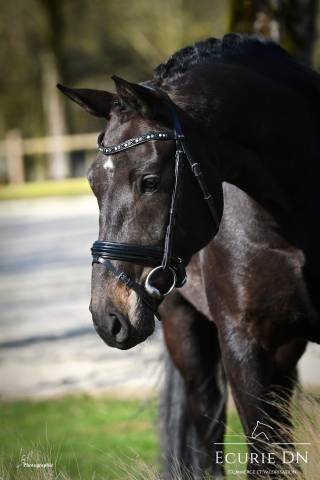 Magnifique jument de 5ans bernay x fürstenball 