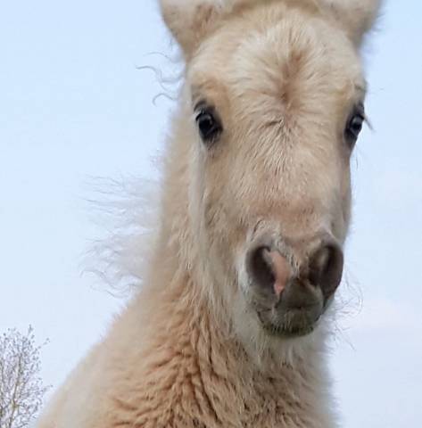 Krumble d'isabel : etalon shetland livre a